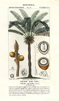 Sago: Queen sago, Cycas circinalis