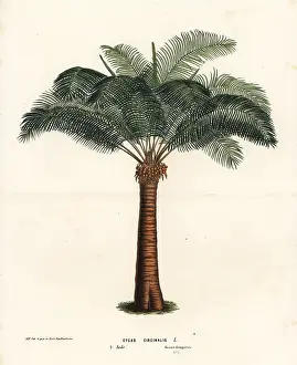 Sago: Queen sago, Cycas circinalis. Endangered