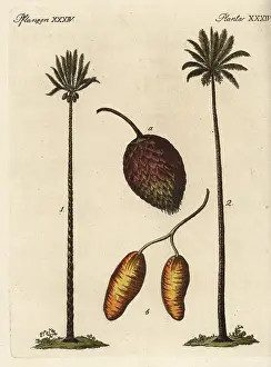 Sago: Queen sago palm, Cycas circinalis, and date