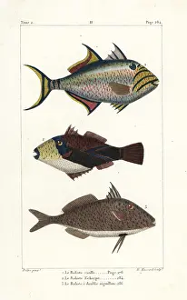 Vieille: Queen triggerfish, wedge-tail triggerfish