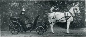 Pulled: Queen Victoria in carriage being pulled by a donkey 1900