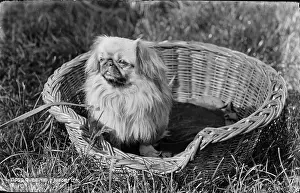 Fluffy: Queenie the Pekingese