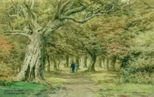 Bower: Queen's Bower, near Brockenhurst, New Forest, Hampshire