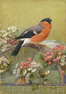 Wtih: The Queen's Bullfinch
