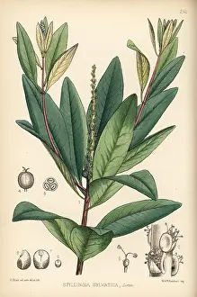 Sylvatica: Queen's delight, Stillingia sylvatica