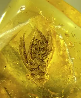 Resin: Quercus in amber