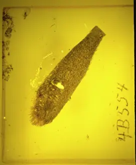 Bract: Quercus bract in baltic amber
