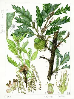 Catkins: Quercus cerris - Turkey oak