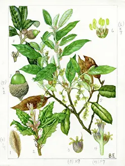 Catkin: Quercus ilex - holm oak