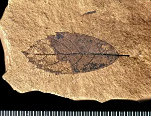 Fagaceae: Quercus mediterranea, fossil leaf