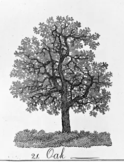 Fagaceae: Quercus, oak