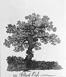 Pollard: Quercus, pollard oak