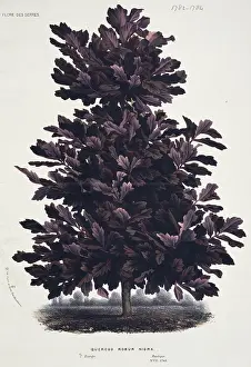 Fagaceae: Quercus rober niger, oak tree