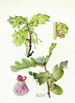 Garside: Quercus robur - English oak