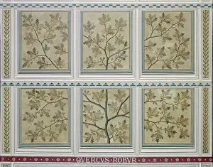 Fabidae: Quercus robur, English oak