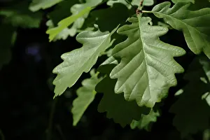 Fagaceae: Quercus robur, oak