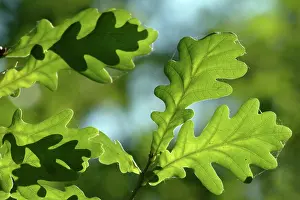 Fagaceae: Quercus robur, oak leaves