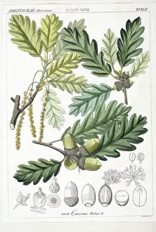 Acorn: Quercus robur, oak tree