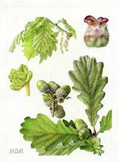 Acorns: Quercus sessiliflora - sessile oak