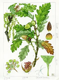 Catkin: Quercus sessiliflora - sessile oak