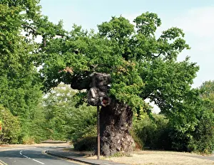 Fagaceae: Quercus sp. crouch oak