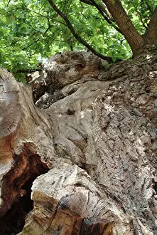 Fagaceae: Quercus sp. crouch oak