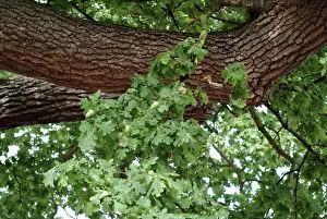 Fagaceae: Quercus sp. crouch oak