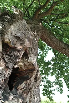 Fagaceae: Quercus sp. crouch oak