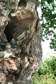 Fagaceae: Quercus sp. crouch oak