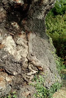 Fagaceae: Quercus sp. crouch oak
