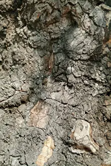 Fagaceae: Quercus sp. crouch oak