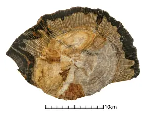 Petrified: Quercus sp. oak