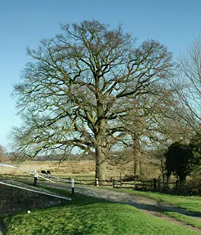 Fagaceae: Quercus sp. oak