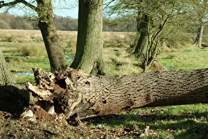 Fagaceae: Quercus sp. oak