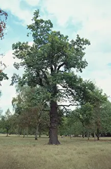 Fagaceae: Quercus sp. oak