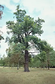 Fagaceae: Quercus sp. oak