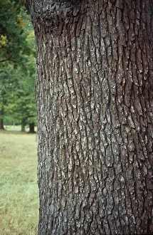 Fagaceae: Quercus sp. oak