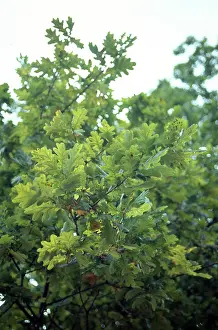 Fagaceae: Quercus sp. oak