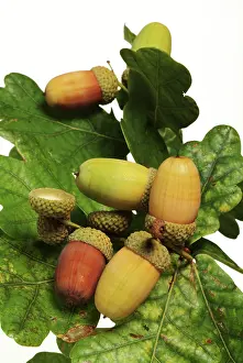 Acorn: Quercus sp. oak