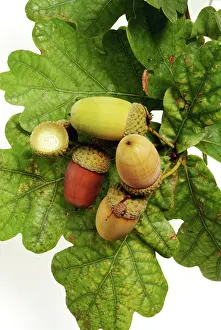Acorn: Quercus sp. oak