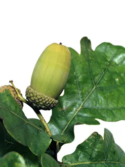 Acorn: Quercus sp. oak