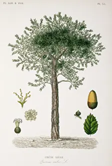 Fagaceae: Quercus suber, cork oak