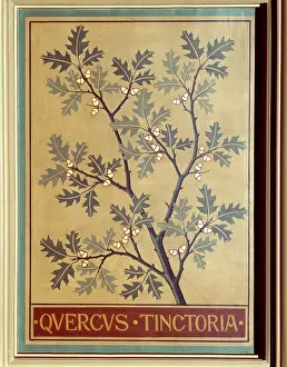 Fabidae: Quercus tinctoria, black oak
