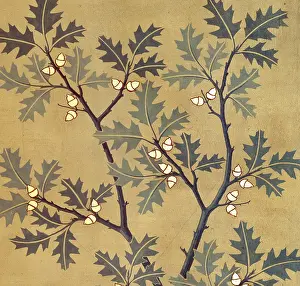 Fabidae: Quercus tinctoria, black oak