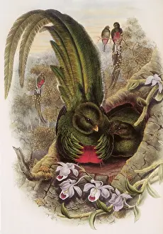 Doves: Quetzal, Pharomachrus mocinno