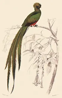 Trogon: Quetzal (Trogon pavoninus)