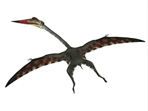 Azhdarchidae: Quetzalcoatlus flying pterosaur