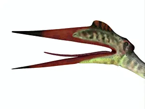 Azhdarchidae: Quetzalcoatlus reptile head