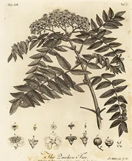 Arborist: Quicken tree, Sorbus aucuparia