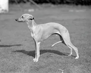 Quickstep of Allways, whippet owned by Mrs M R Jones